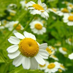 Roman Chamomile Seeds | Heirloom / Non-GMO | Free Shipping | Herb Seeds | 1153