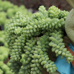 4 Packs Burro’s Tail Sedum Morganianum Donkey’s Tail Rooted in 2 inch Planters