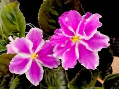 African Violet Plant RS Queen Olga Starter Plant Standard