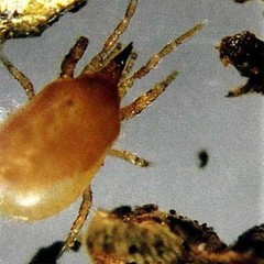 25,000 Live Hypoaspis miles a.ka. Stratiolaelaps scimitus