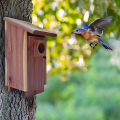 Red Cedar Bluebird Wild Bird House, 1 Pack