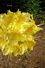 LEMON LIGHTS~Aromi Azalea Rhododendron Hybrid~STARTER Plant~MAY BE DORMANT!