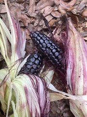 Peruvian Inca Purple Corn Seeds Maiz Morado 50 Seeds Garden Planting Non-GMO