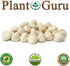 Moringa Oleifera Seeds 1 oz. Each WINGLESS & SHELLED Fresh Semillas De Moringa