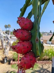 DRAGON FRUIT CUTTINGS – MULTIPLE VARIETIES – 8″ – 12: SIZE