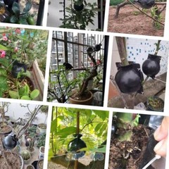 10pcs 8cm Plant Rooting Grow Box High Pressure Propagation Ball Air Layering Pod
