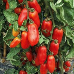 San Marzano Tomato Seeds, NON-GMO, Italian Pasting, Determinate, FREE SHIPPING