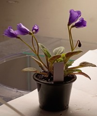 African Violet ~ Vallarta Campanas Moradas (Micro) ~ Live Plant