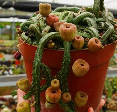 RareSucculent cactus Plant Echidnopsis malum Garden Décor Boutique 3PCS 5-8CM