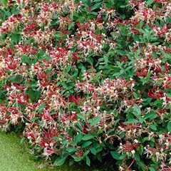 ~Serotina Belgica~Honeysuckle Vine Plant Late Dutch Lonicera~HUMMINGBIRD HEAVEN!