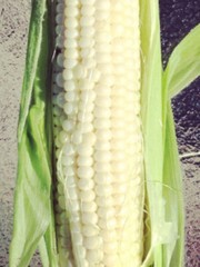 SCARBOROUGH SEEDS 25 SEEDS WHITE CORN (SILVER KING) HYBRID NON-GMO USA