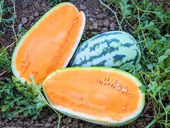 35 Heirloom Tendersweet Orange Watermelon Seeds – HUGE 30-35LB Super Sweet Melon