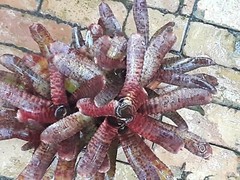 Neoregelia TUNISIA Bromeliad one tropical plant
