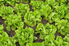2000 BIBB LETTUCE (Limestone Lettuce) Lactuca Sativa Vegetable Seeds