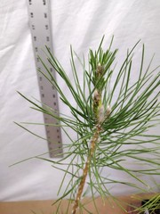 Japanese Black Pine 1 year old tree in nursery pot. Pinus thunbergii. Thunbergia