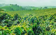 Panama Geisha Coffee Beans Medium Roasted Daily 10 Pounds 1 Pound Bags