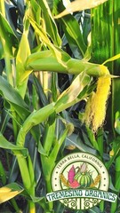 Organic Mexican Big White Corn 50Seeds-Maiz Criollo Norteño Mexicano,50 Semillas