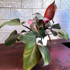 Pink Princess Philodendron Plant – FREE Shipping