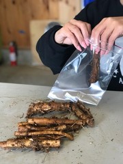 Farm Direct Hop Rhizomes – 14 Varieties to choose from!