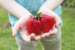 15 GIANT STRAWBERRY Fragaria JuneBearing Huge Red Berry Fruit White Flower Seeds