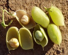 USA Grown Organic Garbanzo Beans ‘ChickPeas’ Kabuli ‘Chana’ Raw/Non-GMO/Kosher