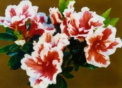 ~~MARDI GRAS~~Azalea Rhododendron Deciduous Starter Plant~~RED & WHITE BI-COLOR~