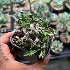 8CM Succulent Cactus Plant Euphorbia Cylindrifolia Cristata Cactaceae Beautiful