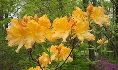 GOLDEN LIGHTS~~Azalea Rhododendron~Well Rooted Starter Plant~MAY BE DORMANT!