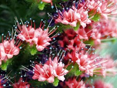 Echium wildpretii | Tower of Jewels | Red Bugloss | 10 Seeds