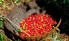 MEXICAN CARAMEL OAXACA COFFEE BEANS MEDIUM ROASTED 5 POUNDS