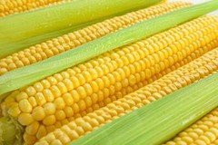 50 HONEY SELECT CORN Sweet Yellow S.E. Sh2 Zea Mays Vegetable Seeds