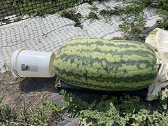 222 Lb Giant Watermelon. $25For 5 Seeds. Free Shipping Worldwide!!