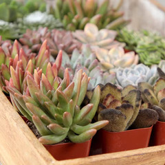 2IN Easy Care Live Succulent (6-Pack)