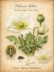 3,000 – 1 Gram Peshawar White Poppy Seeds – P. Somniferum – Giant & Solid White