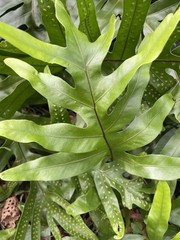 3 HAWAII Laua’e Fern Starter Microsorum scolopendria Monarch Fragrant Lei Ferns