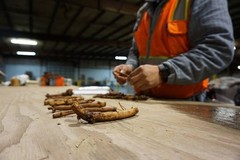 Farm Direct Hop Rhizomes – 14 Varieties to choose from!