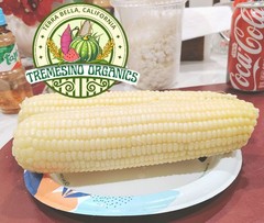 Organic Mexican Big White Corn 50Seeds-Maiz Criollo Norteño Mexicano,50 Semillas