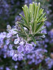 Rosemary Seeds, NON-GMO, Heirloom, Variety Sizes, Anthos, FREE SHIPPING