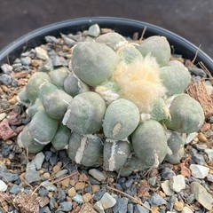 8CM Cacti Ariocarpus furfuraceus magnificus Hybird WYSIWYG Boutique Garden