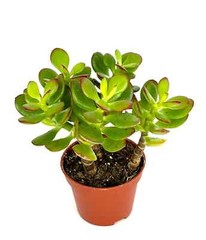 Jade Succulent Crassula Succulents Easy Care, 2″ Pot