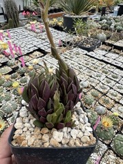 Anacampseros lanceolata Succulent Live Plant Easy Care