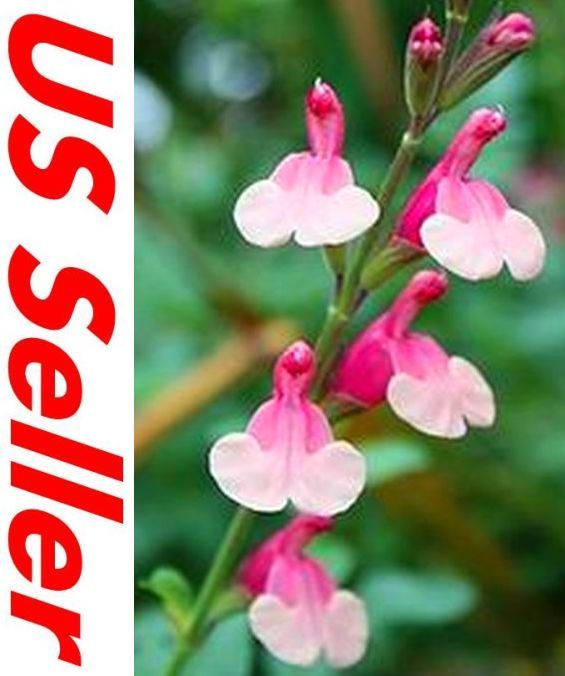 80 Seeds CLARY Seeds, SALVIA Pink Sunday FLOWER SEEDS G43, PINK PERENNIAL FLOWER