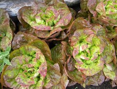 500+ Marvel of Four Seasons Lettuce Seeds, OLD FRENCH FAVORITE,HEIRLOOM, NON-GMO