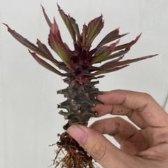 8CM Succulent Cactus Plant Euphorbia Guentheri Euphorbiaceae Home Garden Plant