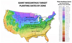 Real World Giant Miscanthus Wildlife Screen – 100 Rhizomes