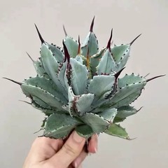 8CM Succulent Agave Plant Agave Potatorum Cv.’Cubic’ Agavaceae Home Garden Plant