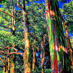 50 Rainbow Eucalyptus deglupta Tree Seeds Fast Tropical Indonesian Mindanao Gum