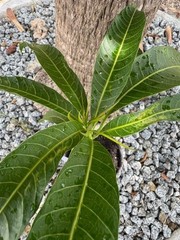 GRAFTED (SUPER RARE) THAI PURPLE NAM DOC MAI/SI MEUANG 12″ OR MORE TALL