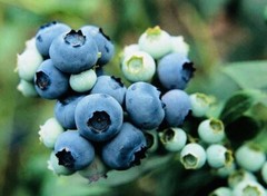 1000+ BLUEBERRY FRUIT SEEDS SWEET NON GMO FRESH HARVEST FREE SHIPPING
