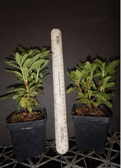 Blue Baron Rhododendron~Well Rooted Starter Plant